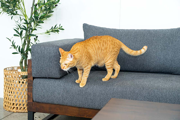 Cách để mèo khỏi cào ghế sofa