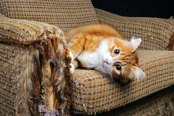 Làm sao để mèo không cào ghế sofa